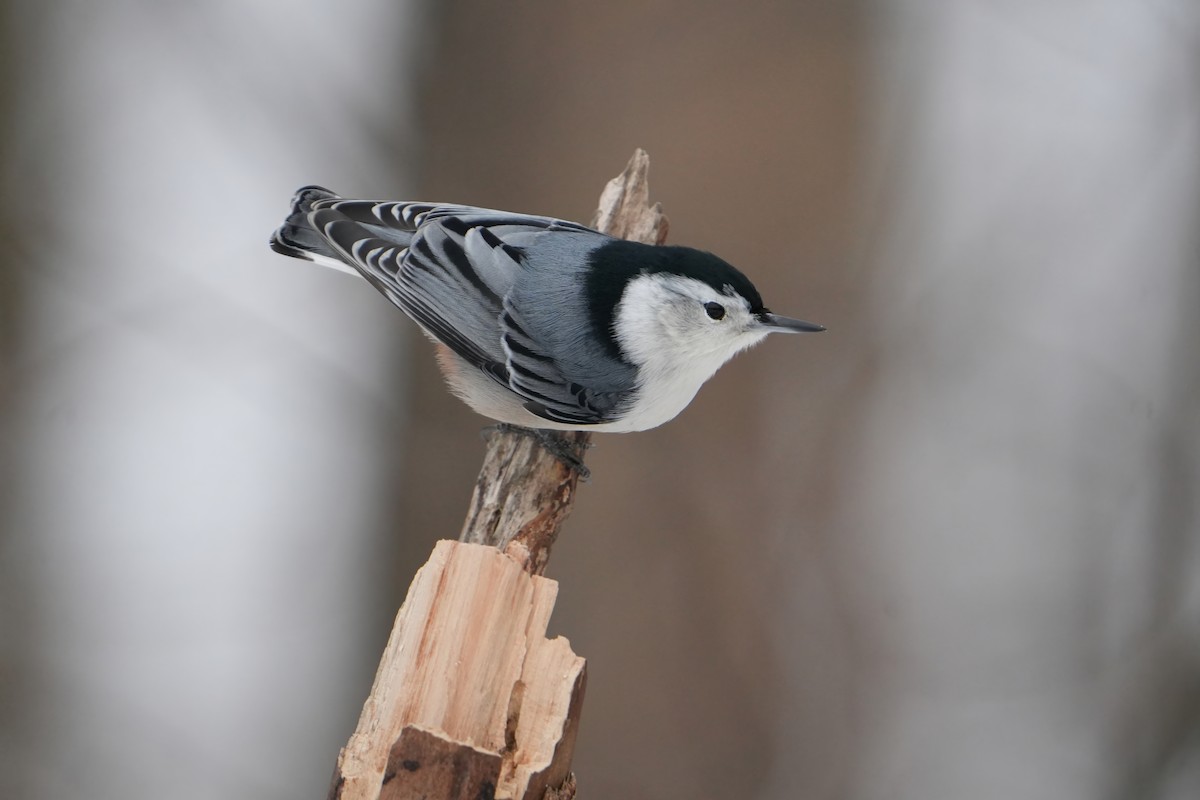 White-breasted Nuthatch - ML646803393