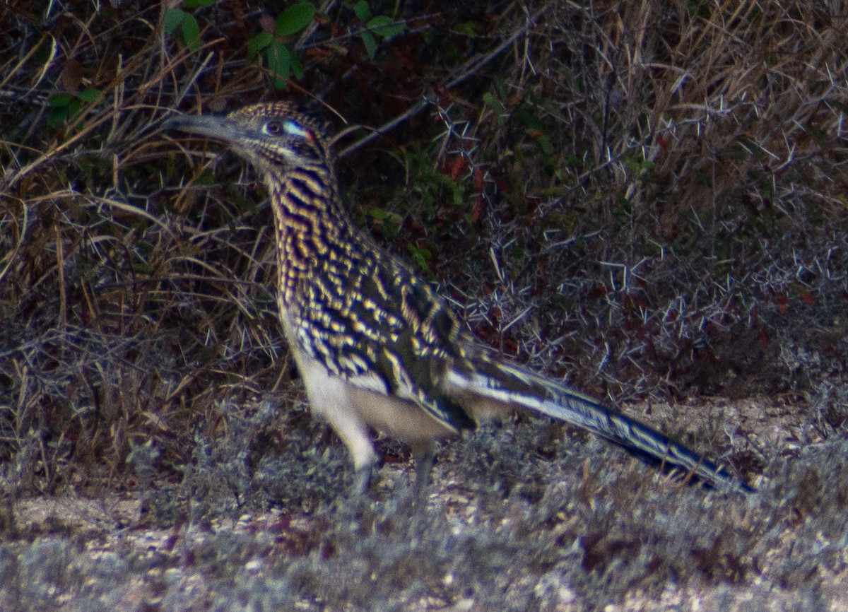 Greater Roadrunner - ML646803394