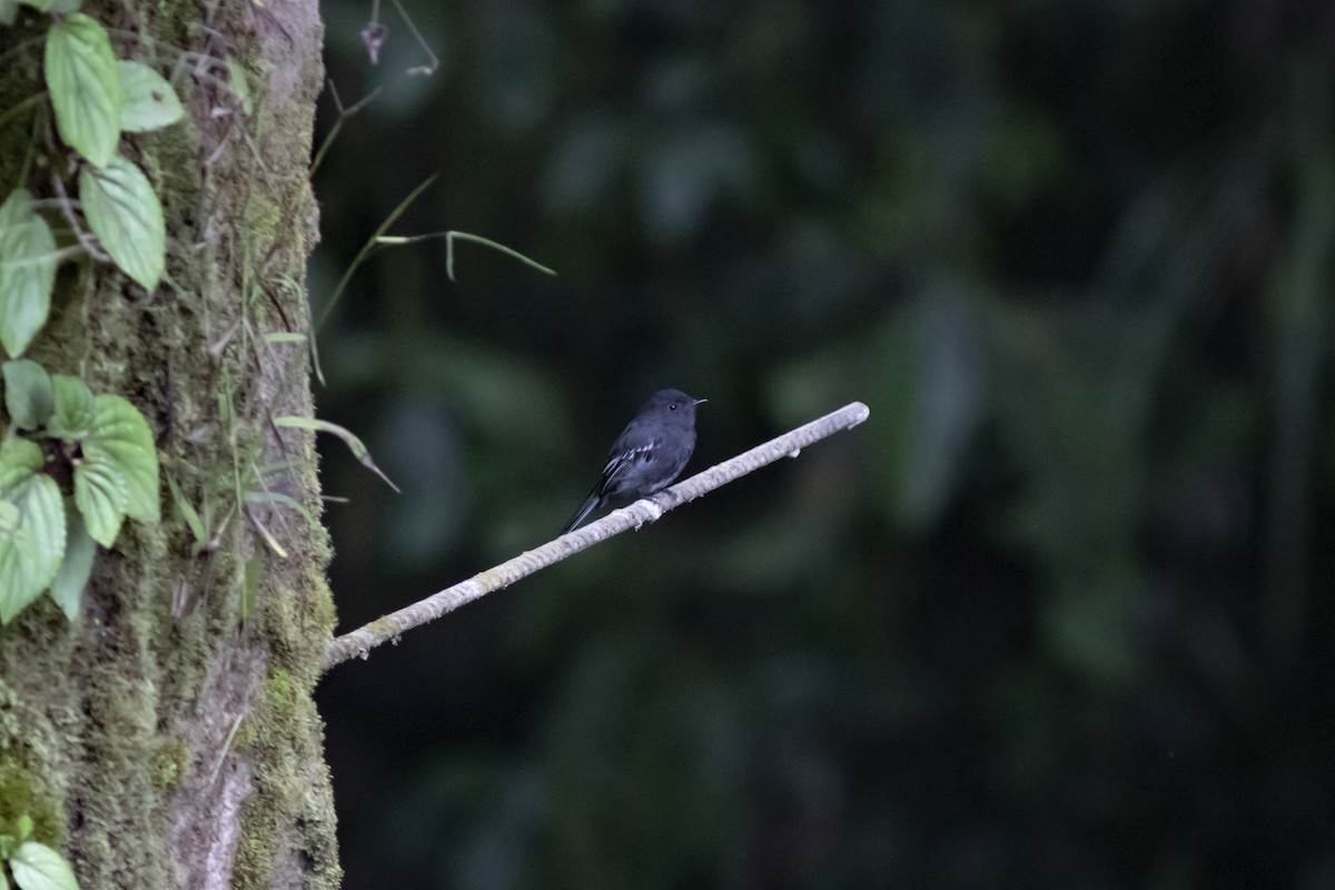 Black Phoebe - ML646803396