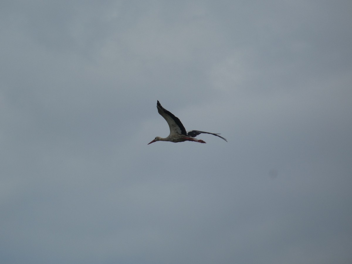 White Stork - ML646803398