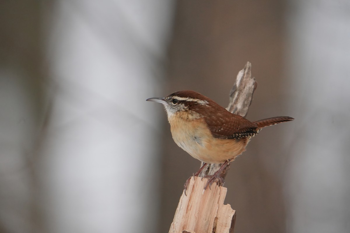 Carolina Wren - ML646803399