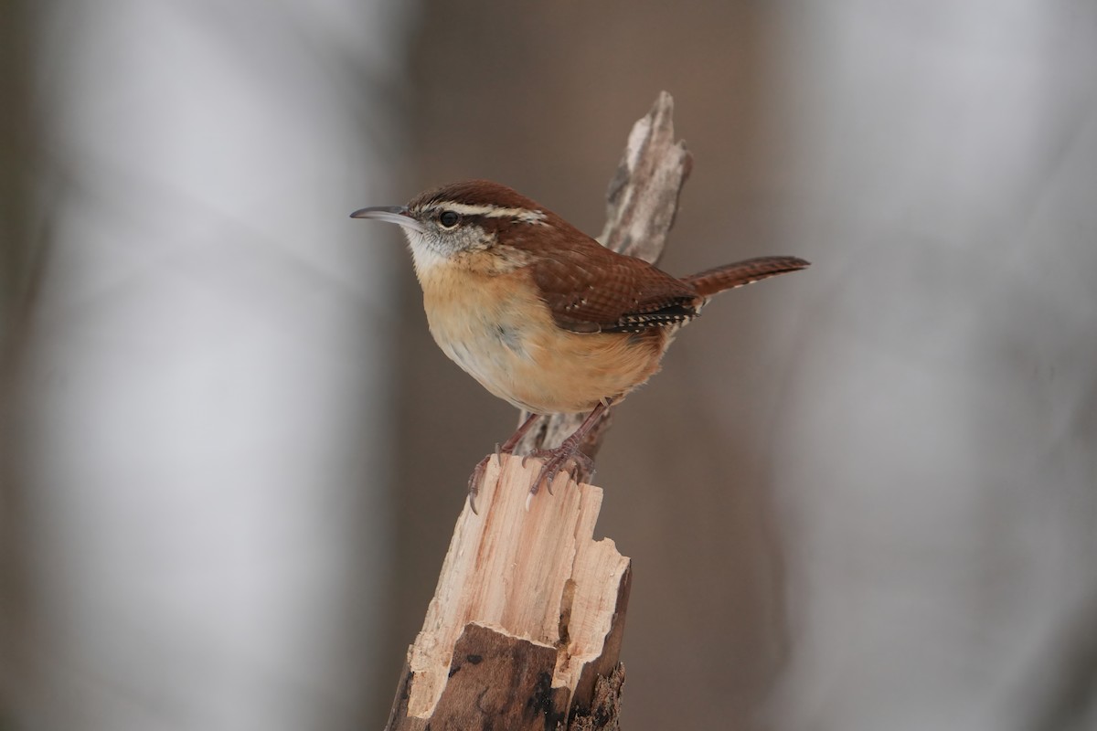 Carolina Wren - ML646803400
