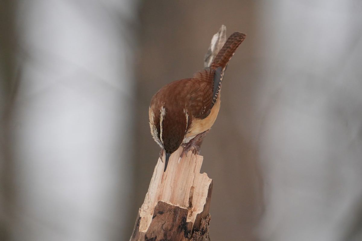 Carolina Wren - ML646803401