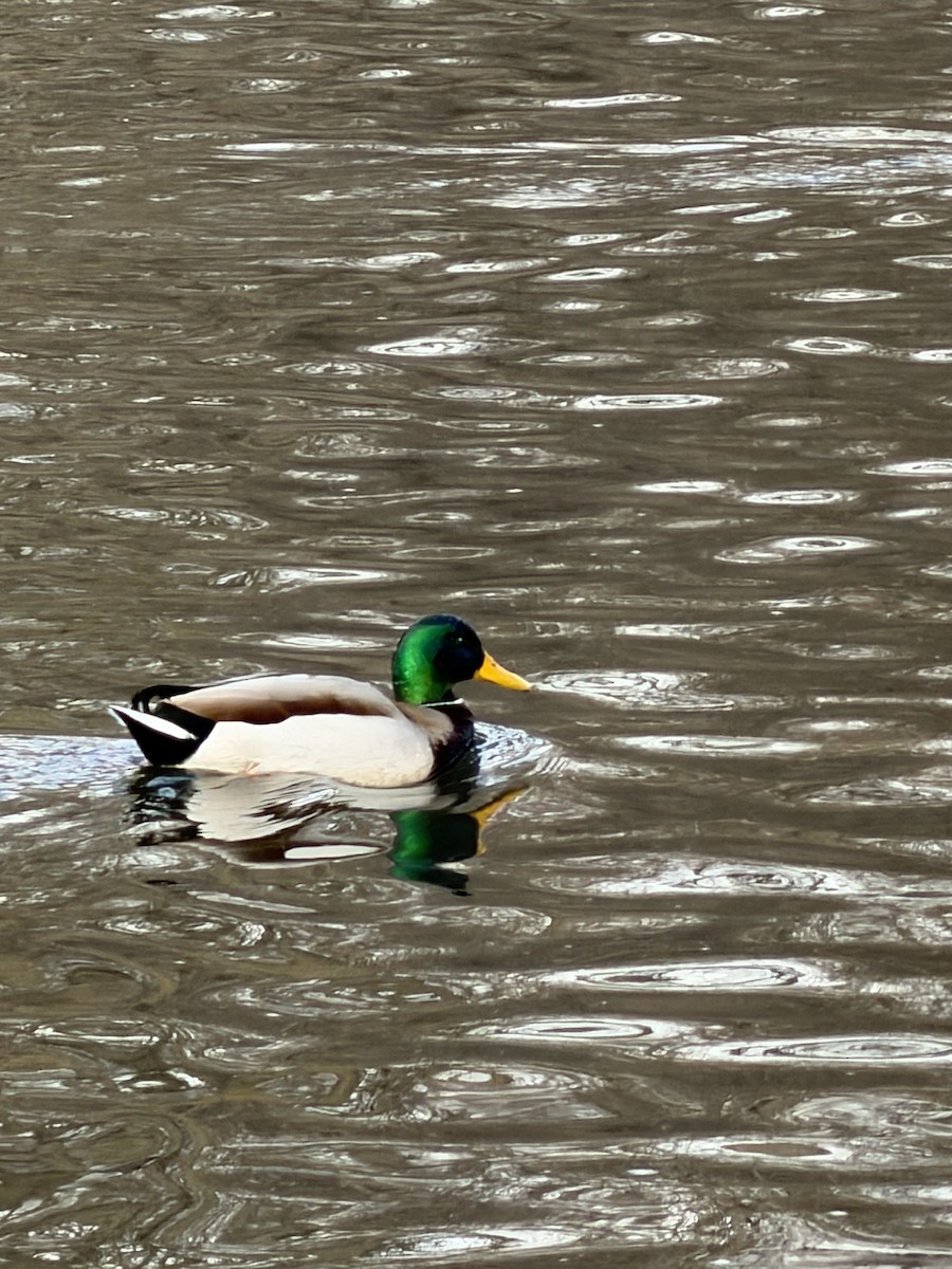 Mallard - ML646803404