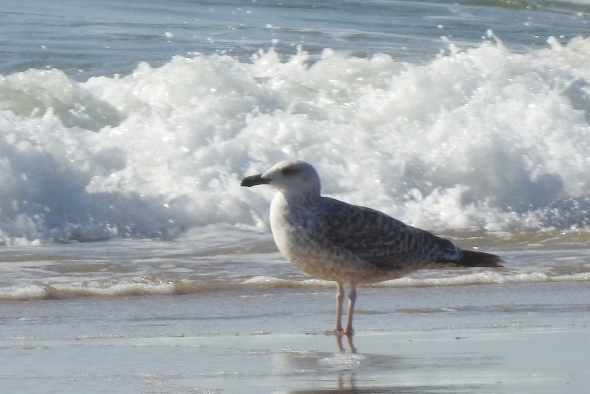 Great Black-backed Gull - ML646803409