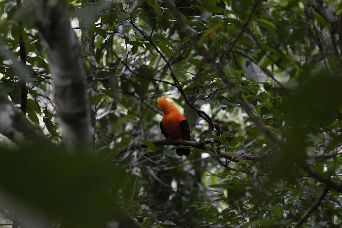 Andean Cock-of-the-rock - ML646803410