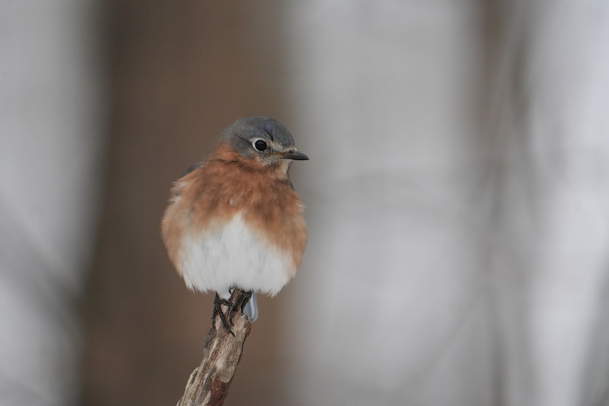 Azulejo Oriental - ML646803411