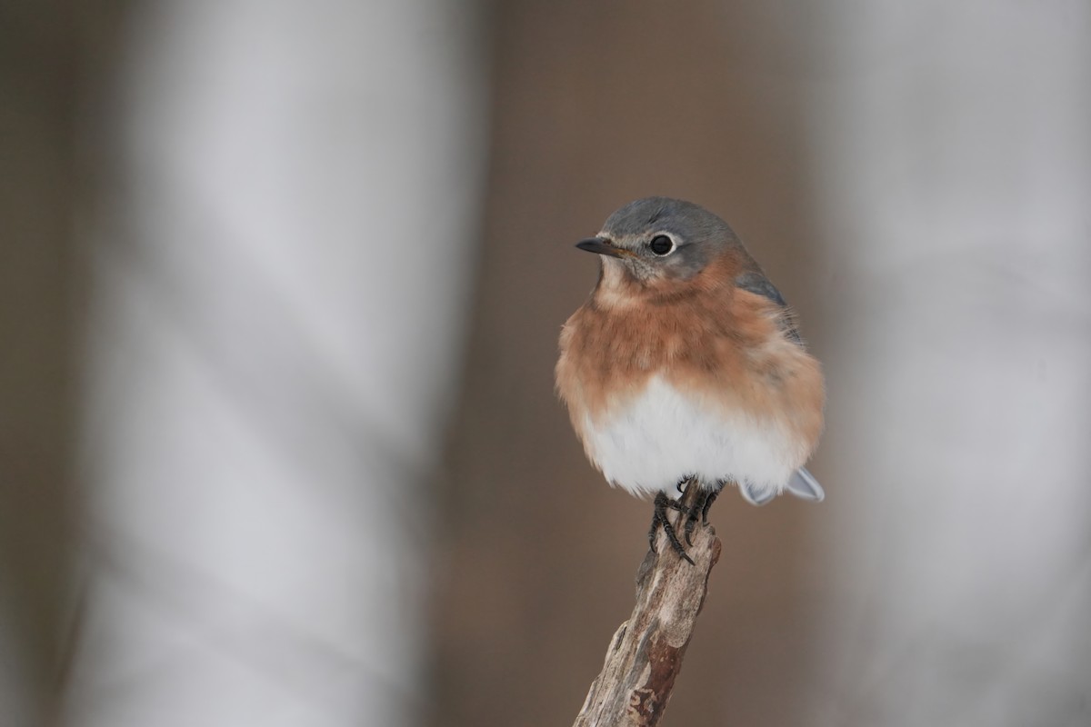 Azulejo Oriental - ML646803412