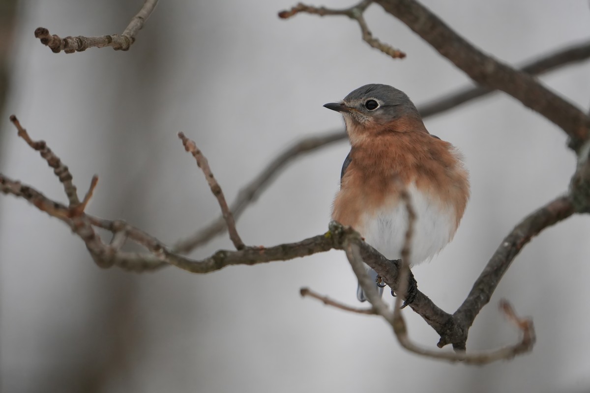 Azulejo Oriental - ML646803413