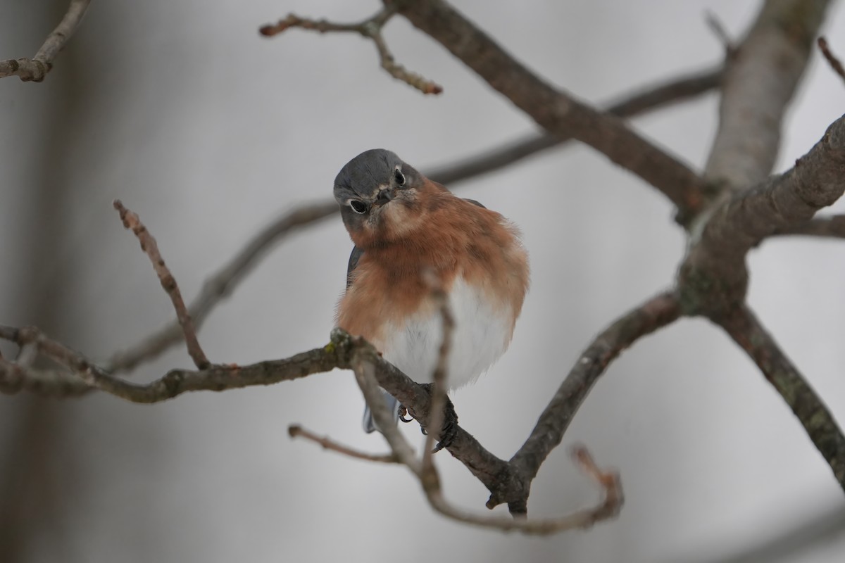 Azulejo Oriental - ML646803414