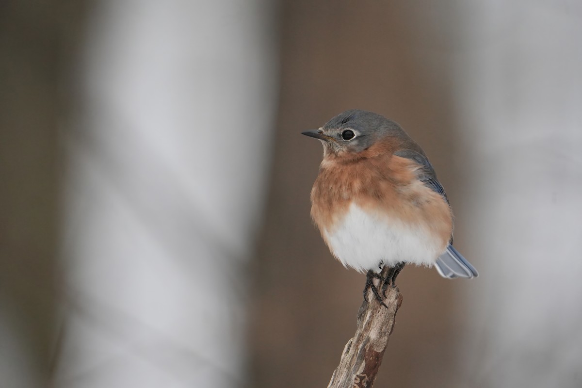 Azulejo Oriental - ML646803415