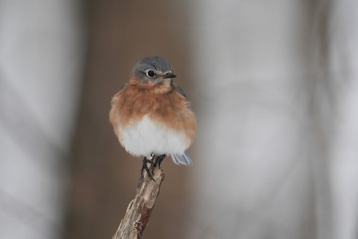 Azulejo Oriental - ML646803416