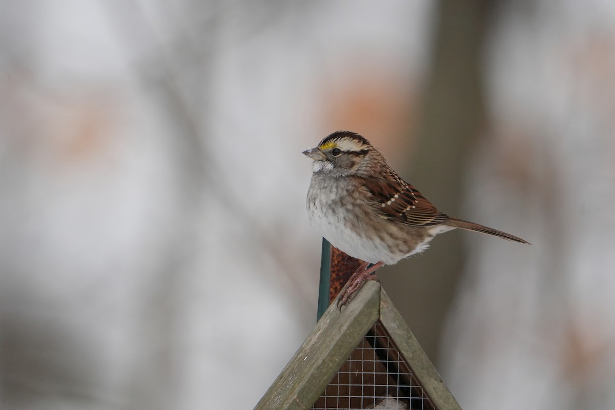White-throated Sparrow - ML646803419
