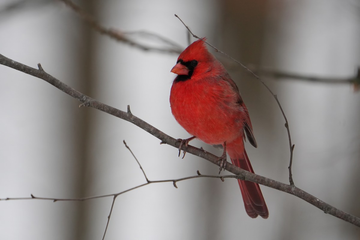 Kardinal arrunta - ML646803420