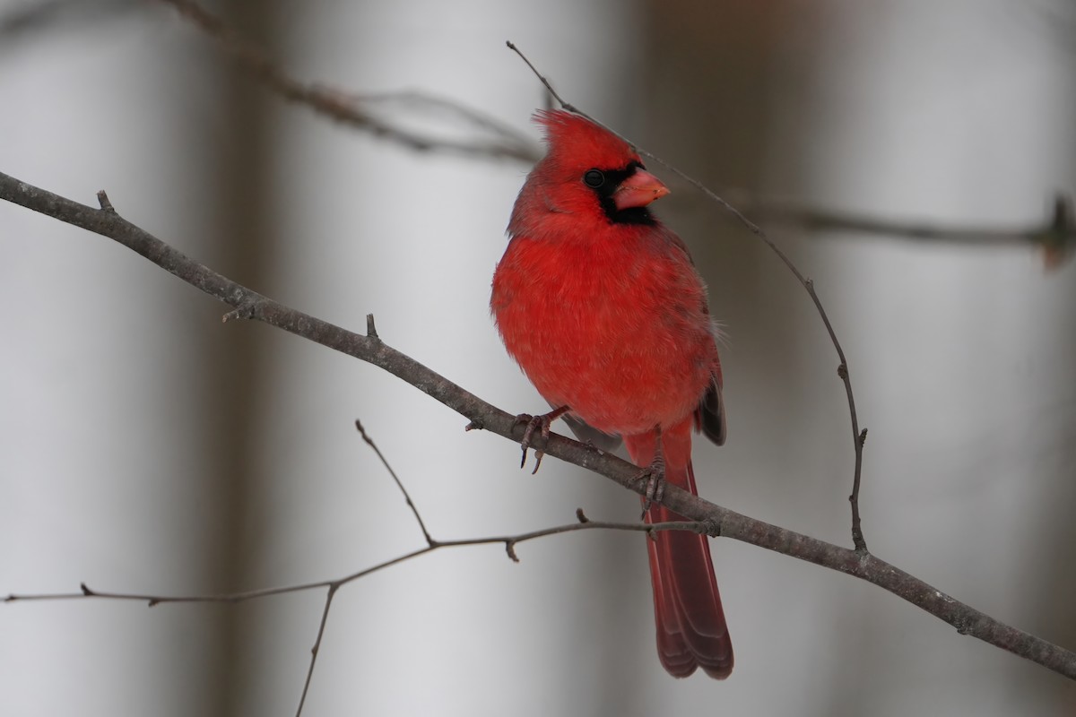 Kardinal arrunta - ML646803421