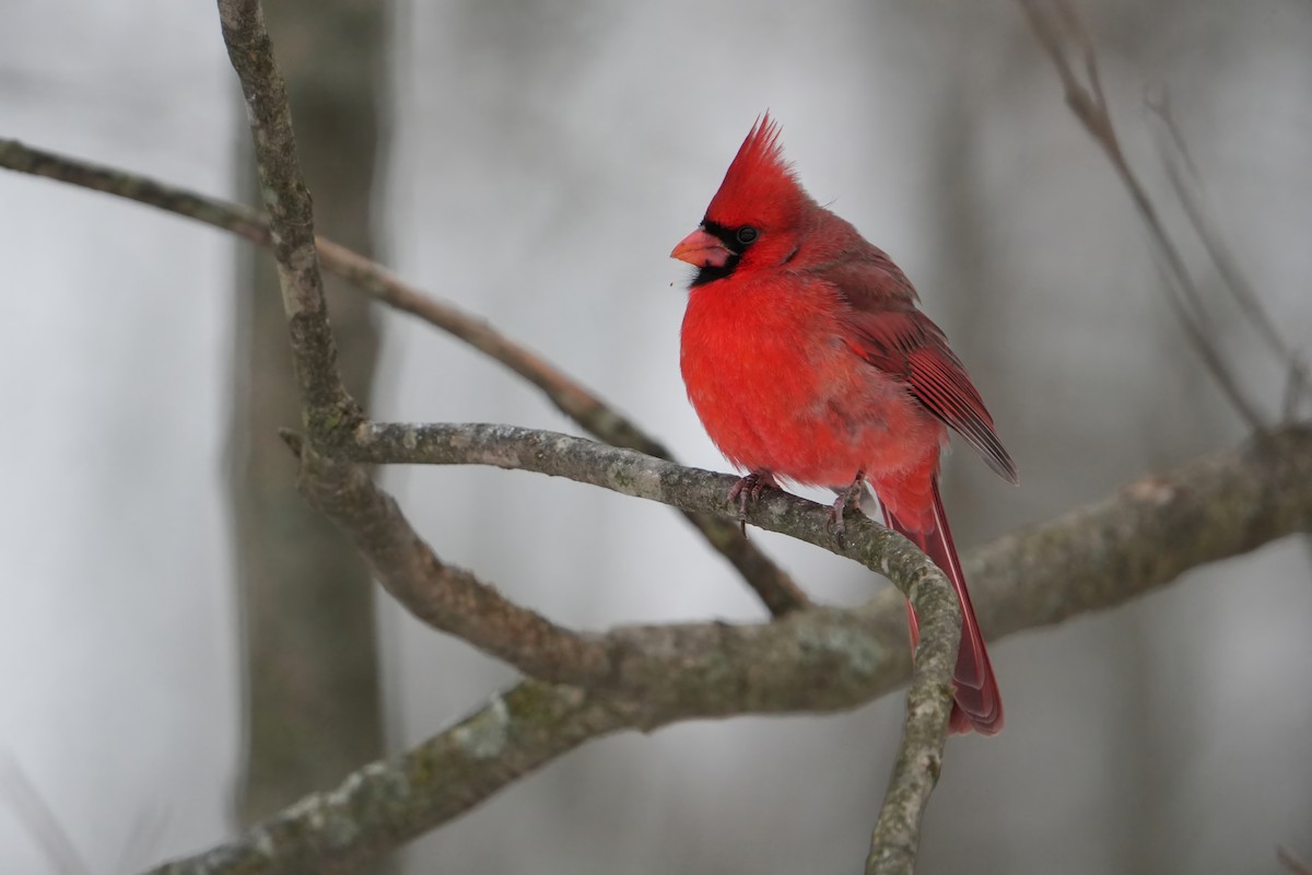 Kardinal arrunta - ML646803422