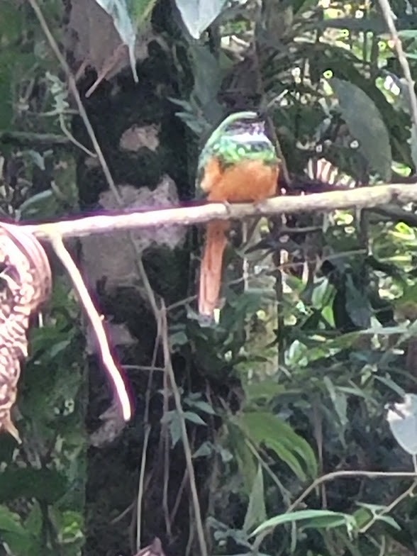 Rufous-tailed Jacamar - ML646803423