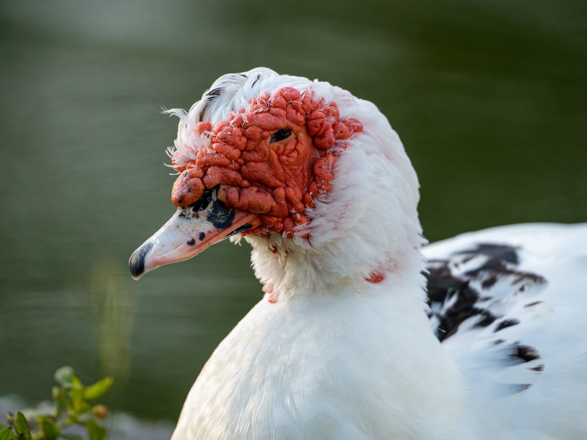 Мускусная утка (Одомашенного типа) - ML646803425