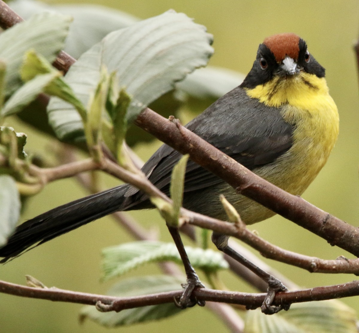Yellow-breasted Brushfinch - ML646803428