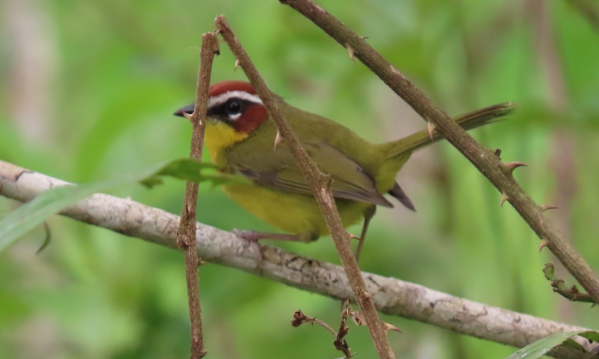 Chestnut-capped Warbler - ML646803432