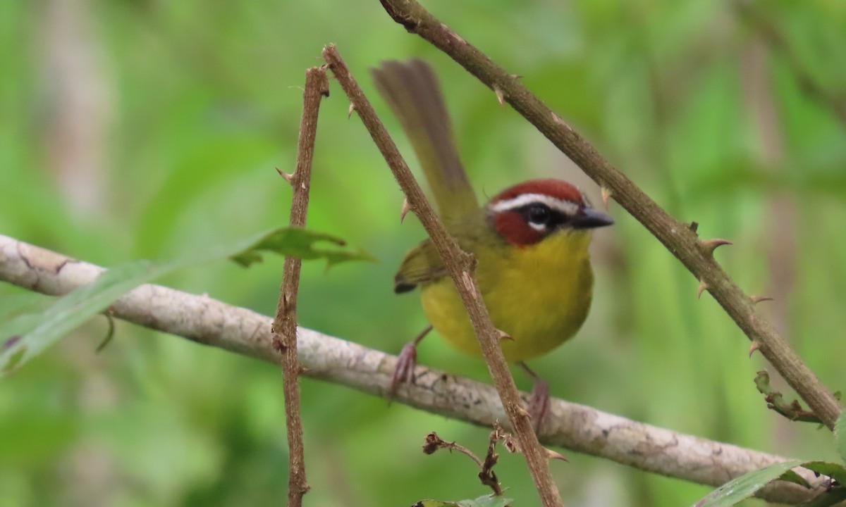 Chestnut-capped Warbler - ML646803433