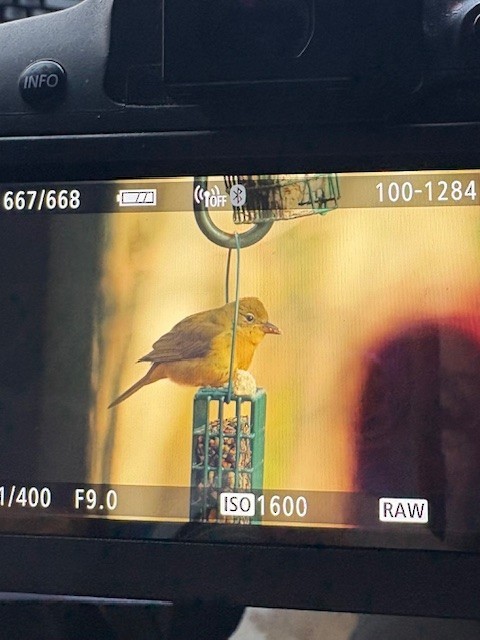 Summer Tanager - ML646803434