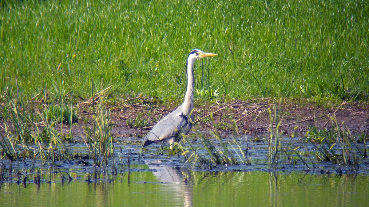 Хөх дэглий - ML646803435