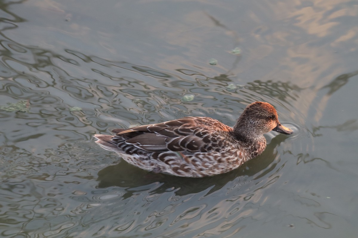 čírka obecná - ML646803436