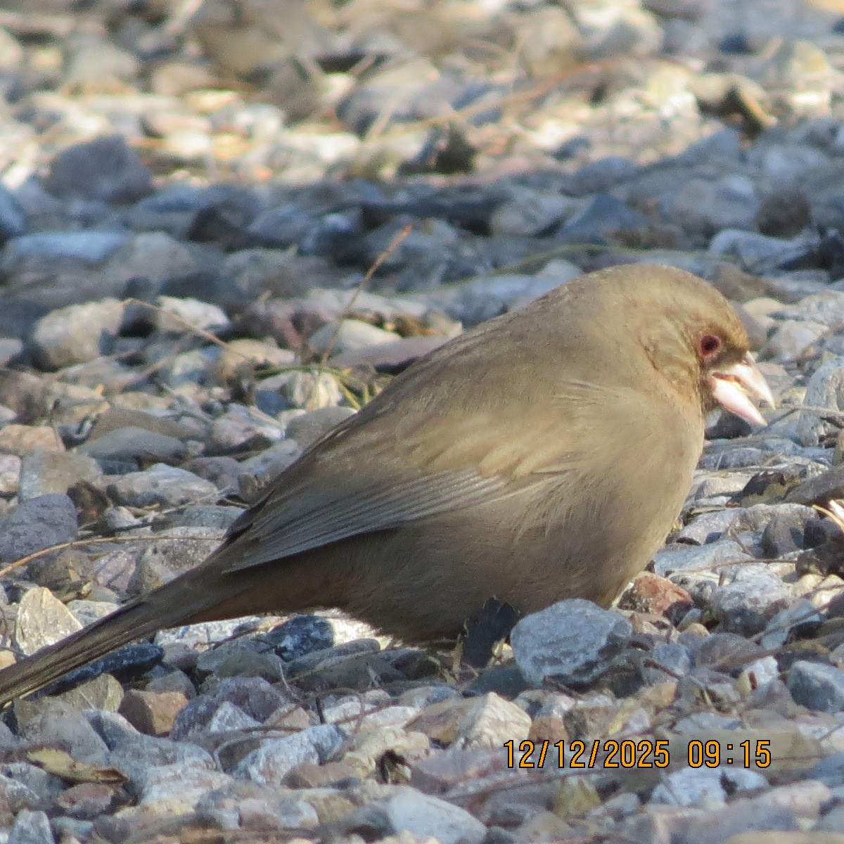 Abert's Towhee - ML646803437
