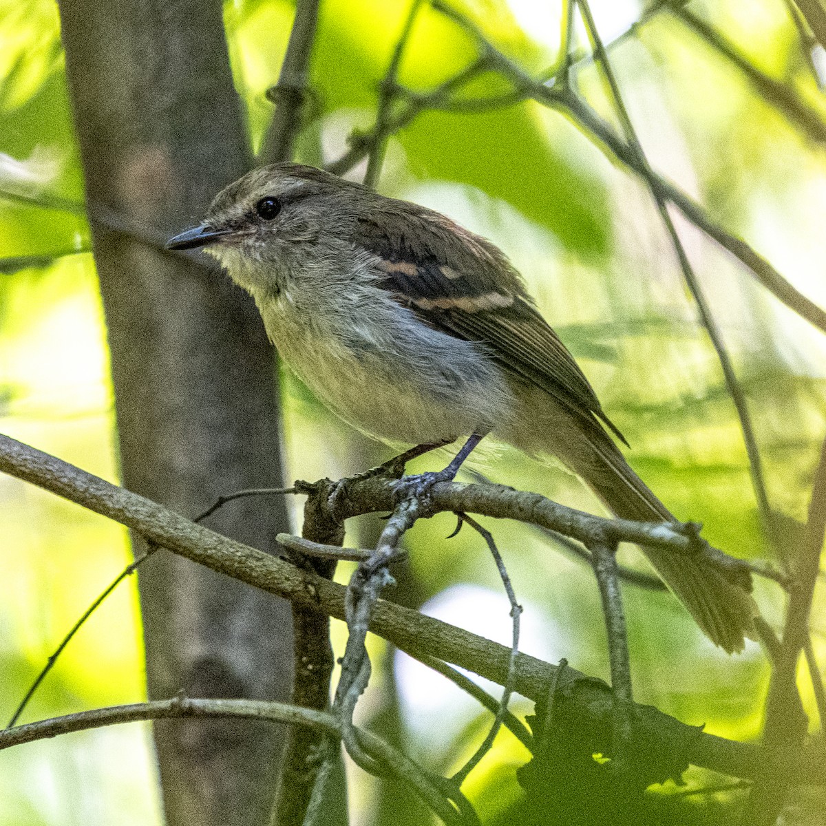 Fuscous Flycatcher - ML646803439