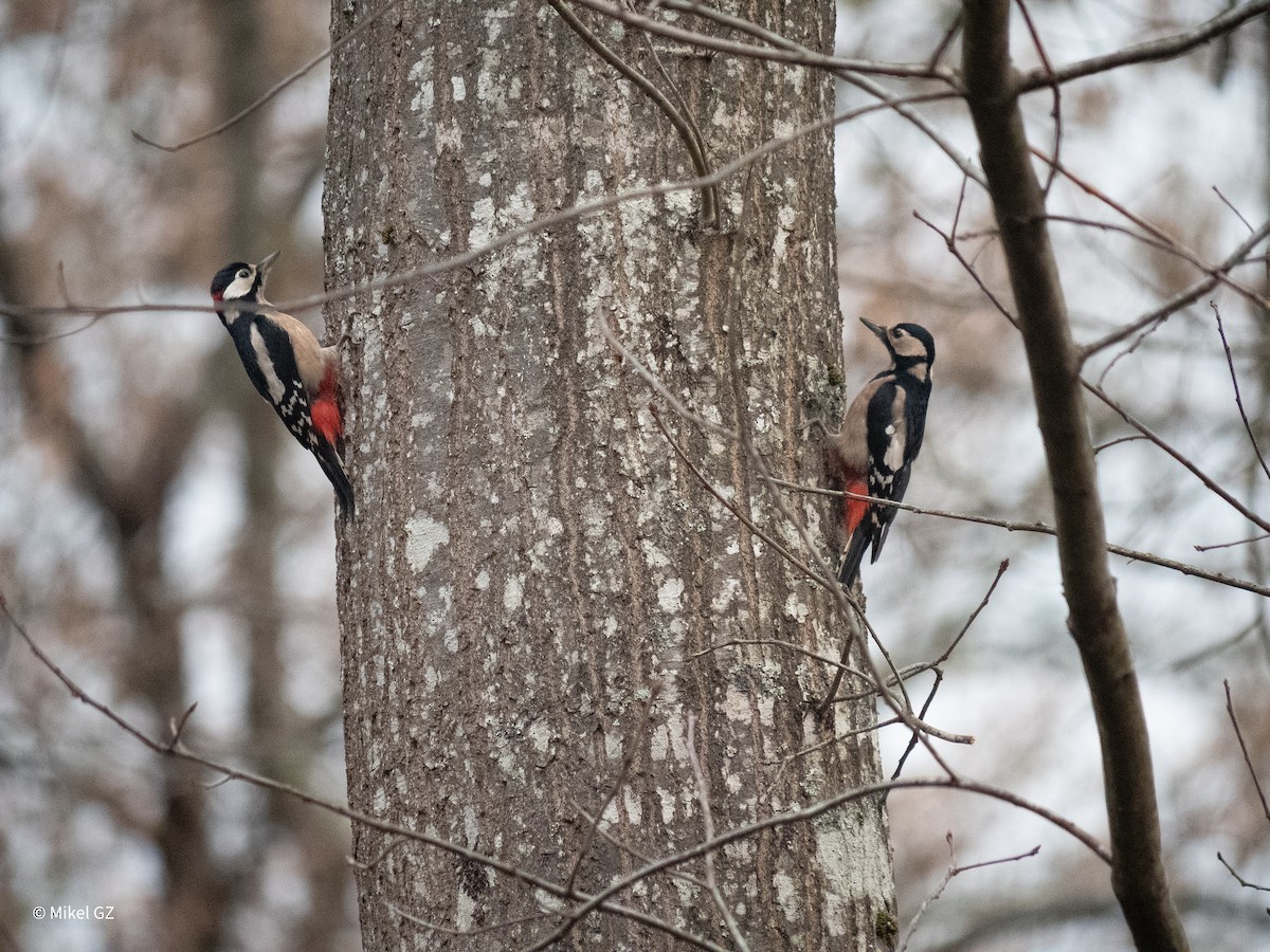 Great Spotted Woodpecker - ML646803446