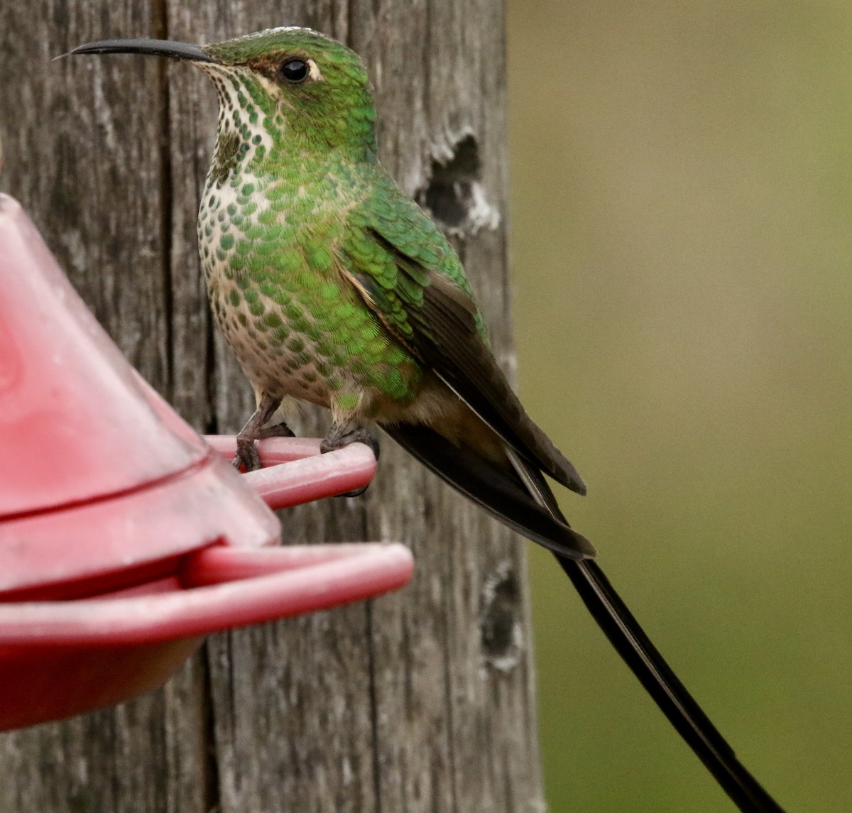 Чернохвостая комета - ML646803447