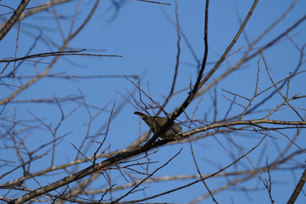 Blue-headed Vireo - ML646803449