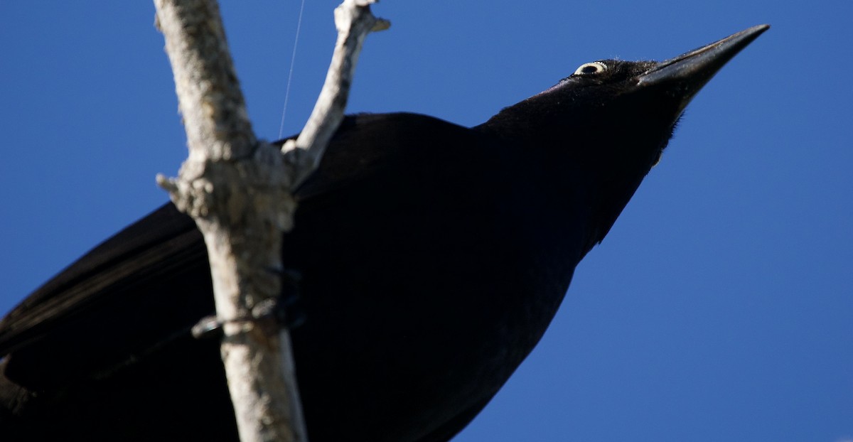 Пурпурный гракл - ML646803456