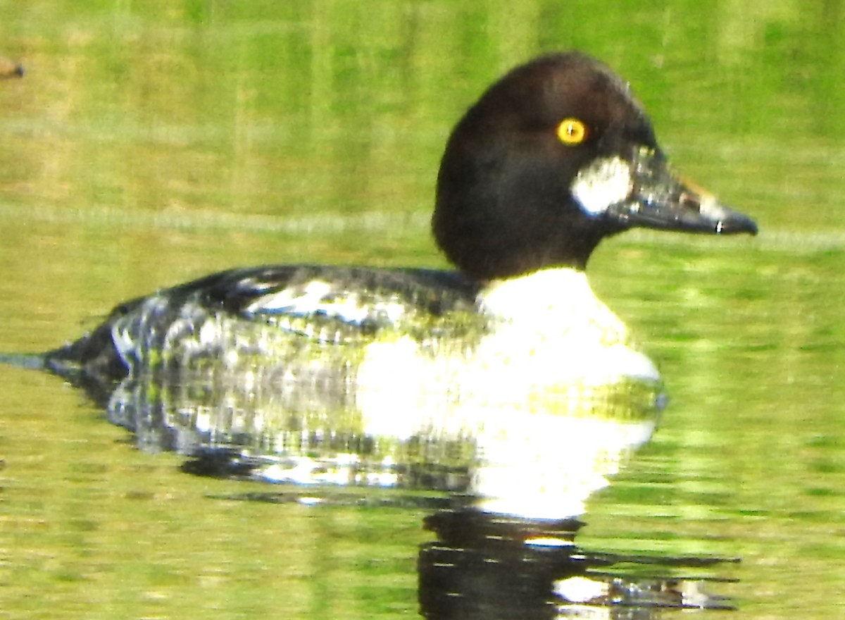 Гоголь - ML646803457