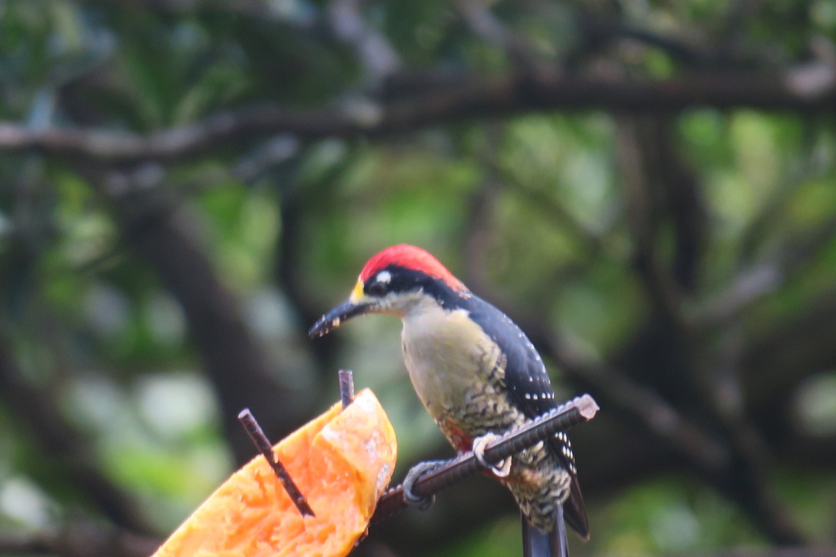 Black-cheeked Woodpecker - ML646803458