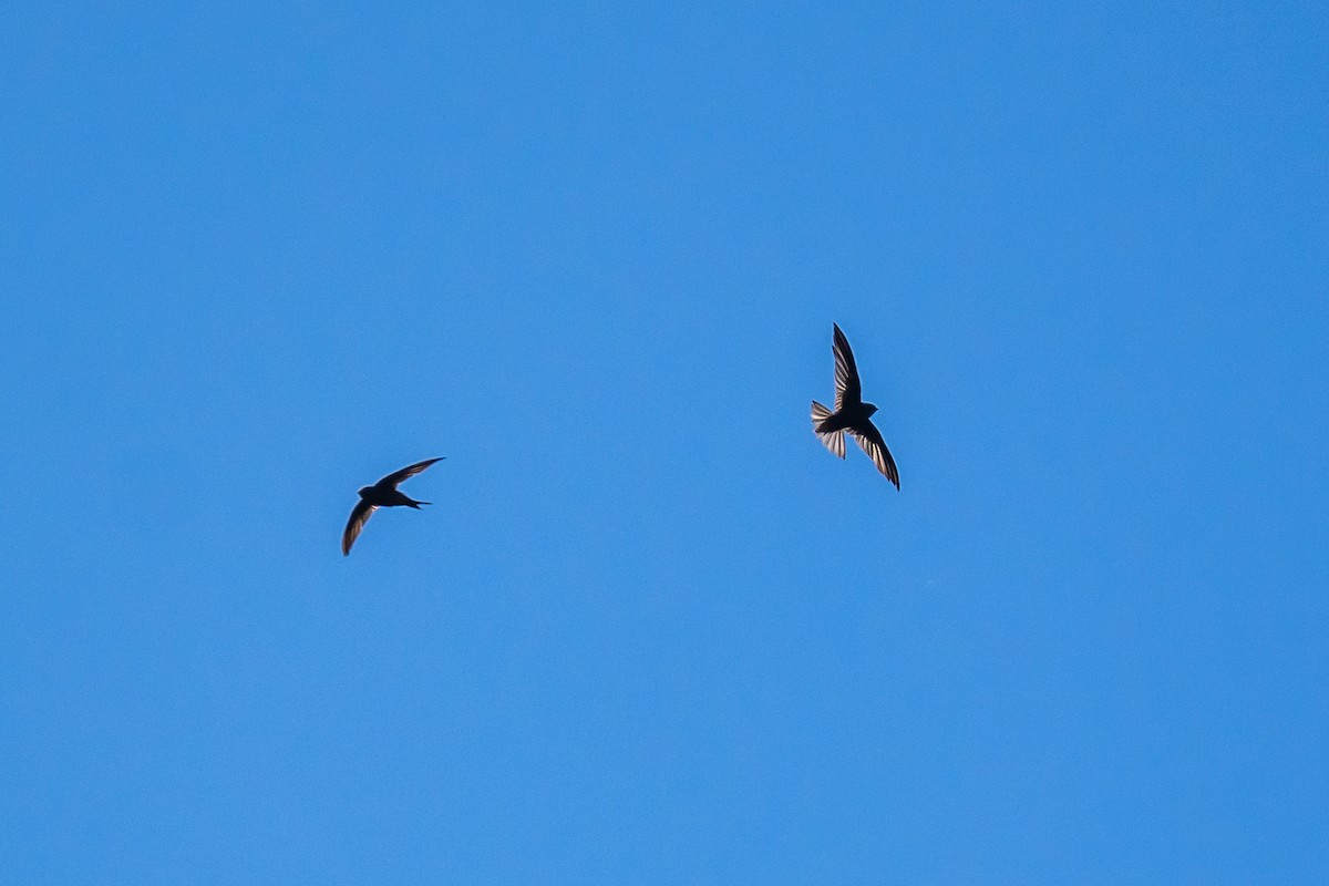 Серпокрилець канарський - ML646803459