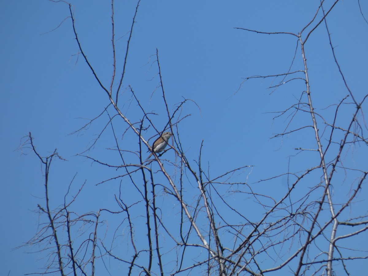 Alcaudón Dorsirrojo - ML646803461