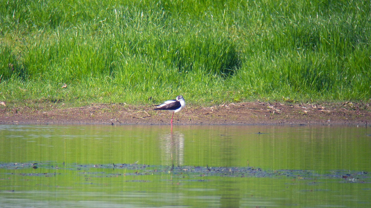 Black-winged Stilt - ML646803462