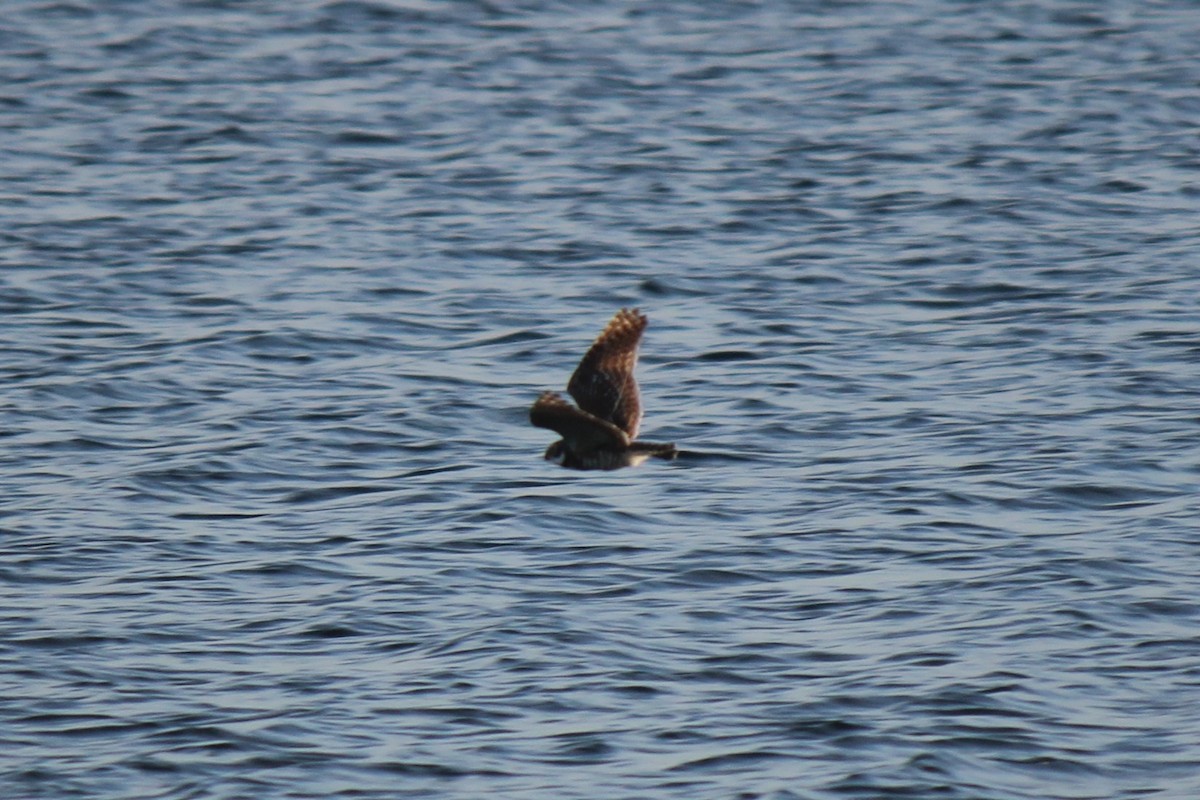 Burrowing Owl - ML646803466