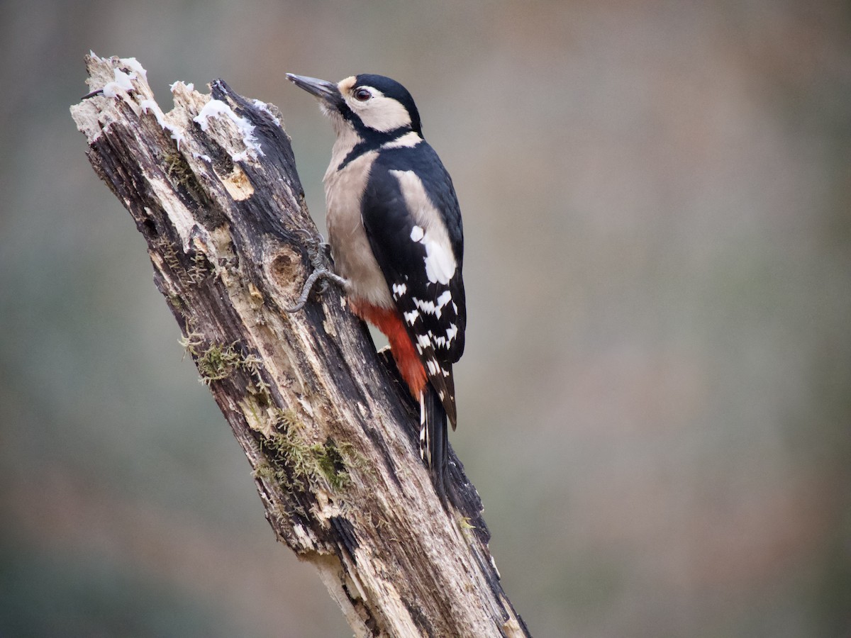 Great Spotted Woodpecker - ML646803467