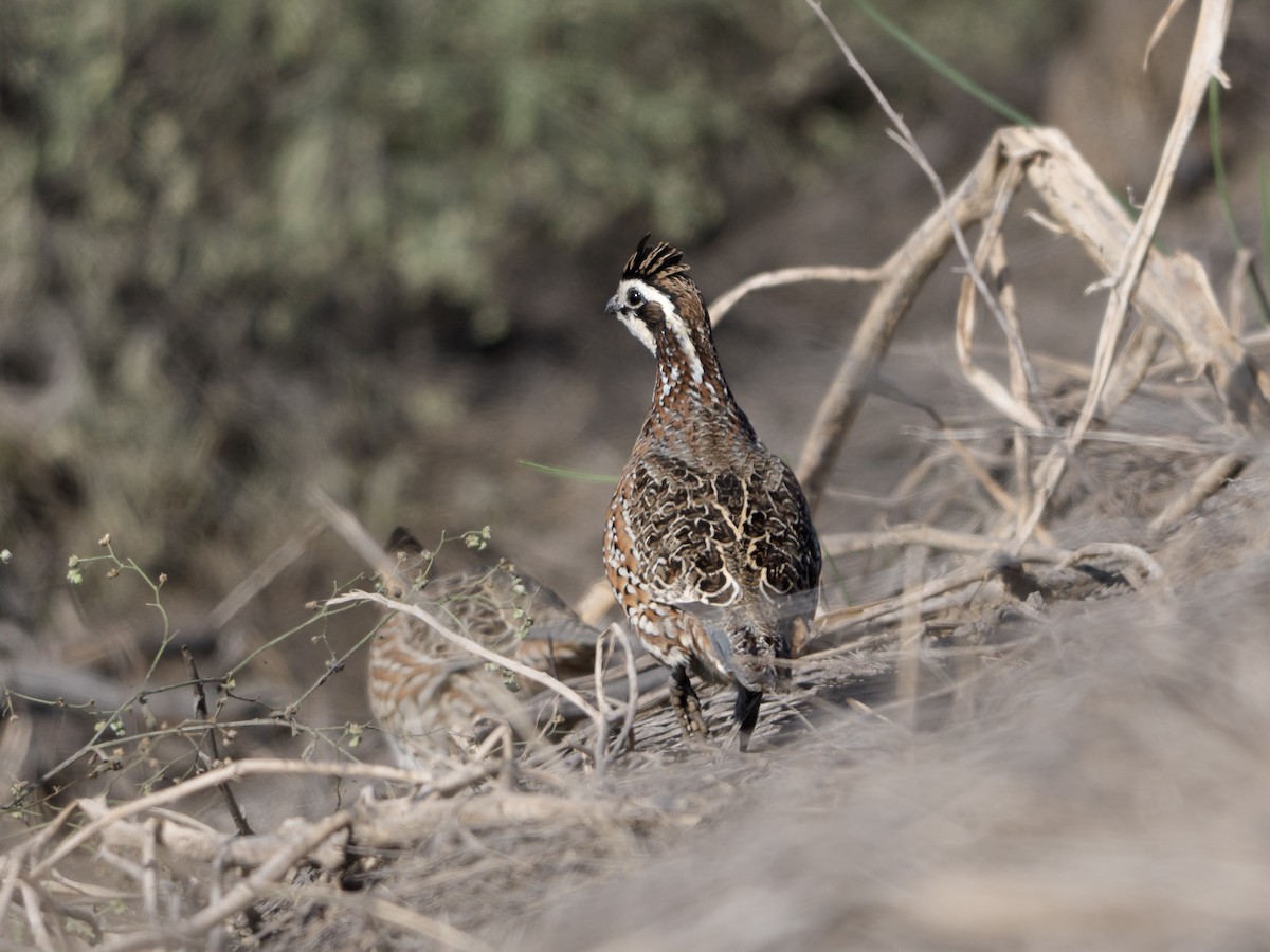 Виргинский перепел - ML646803470