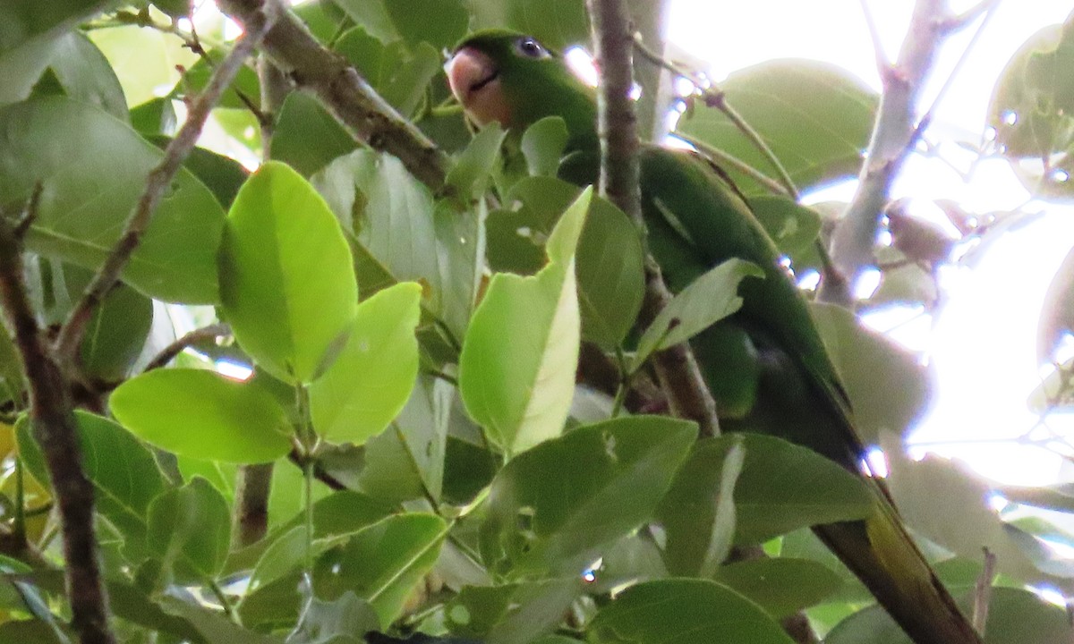 Green Parakeet - ML646803474