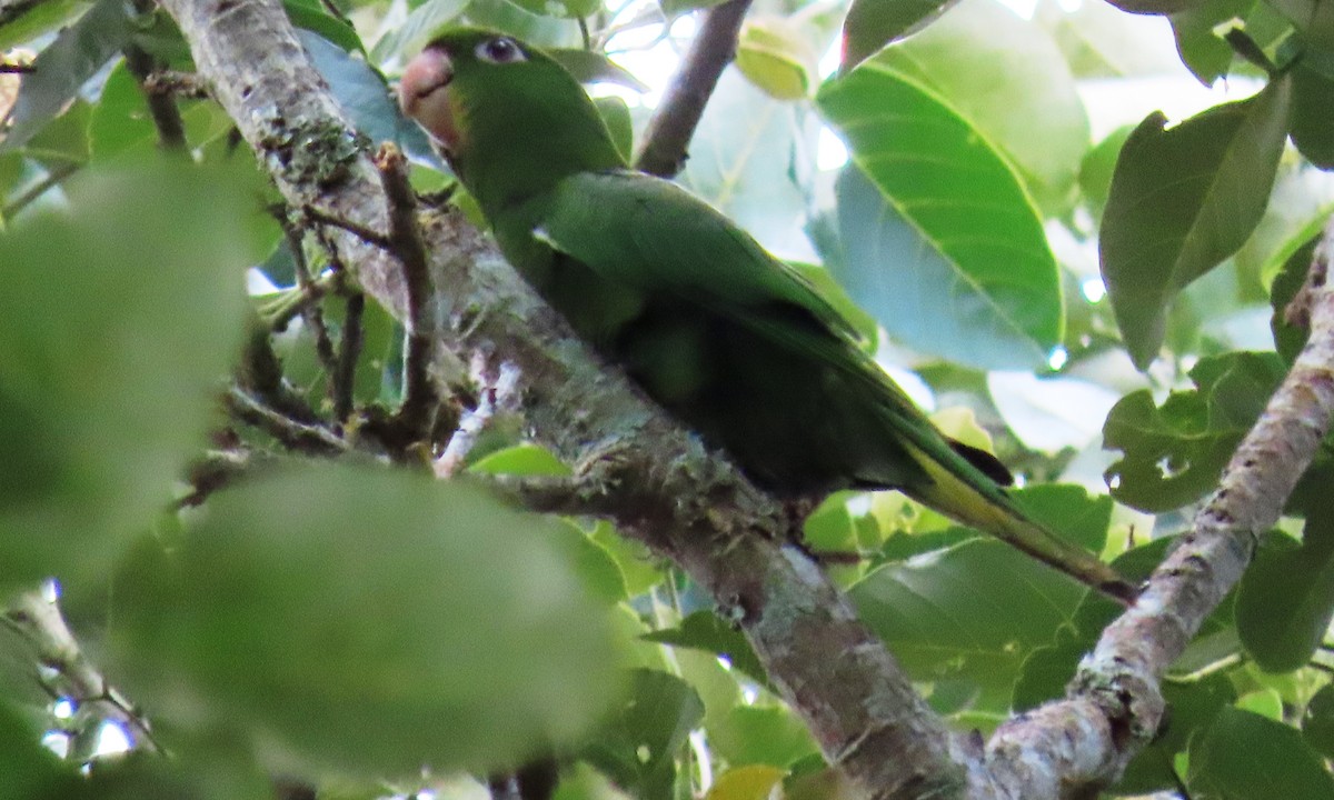 Green Parakeet - ML646803475