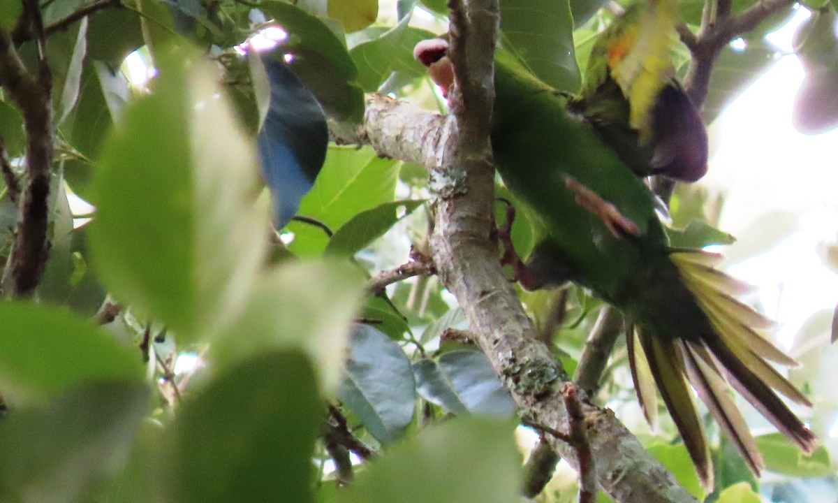 Green Parakeet - ML646803476
