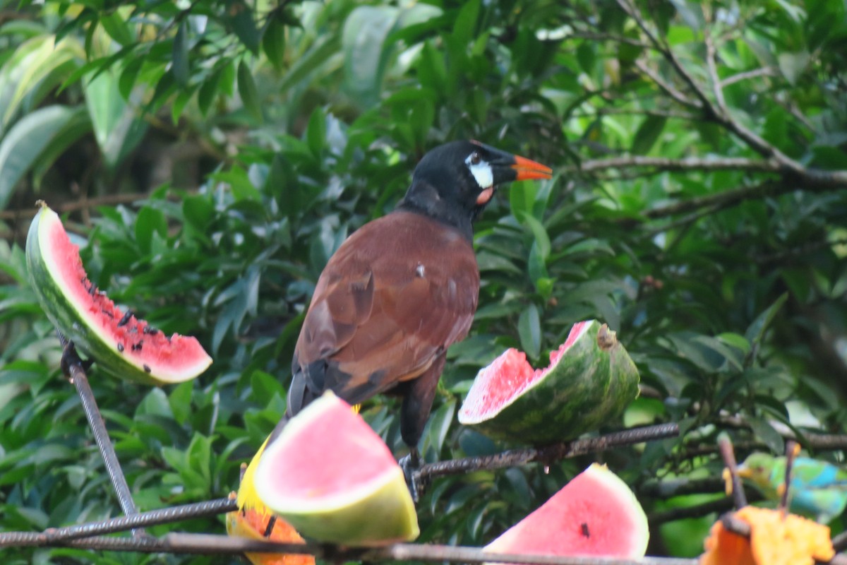 Montezuma Oropendola - ML646803478
