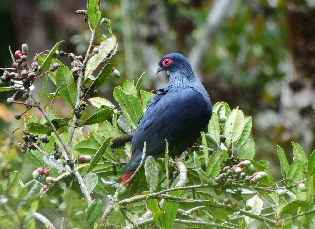 Мадагаскарский гривун - ML646803485