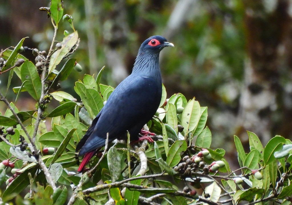 Мадагаскарский гривун - ML646803486