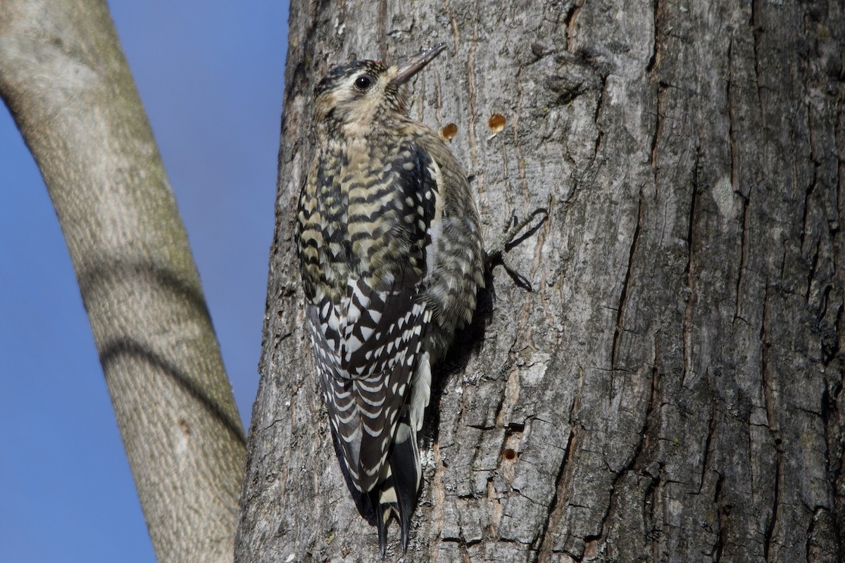 kanadasevjespett - ML646803487