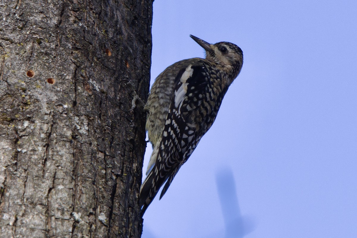 kanadasevjespett - ML646803488